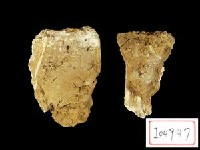 藏品(鹿角化石)的圖片